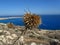 Closeup of a dry thistle in Ayia Napa Coast under the sunlight in Cyprus