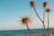 A closeup of dry thistles in Ayia Napa coast in Cyprus, wild artichoke