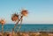 A closeup of dry thistles in Ayia Napa coast in Cyprus, wild artichoke