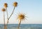 A closeup of dry thistles in Ayia Napa coast in Cyprus, wild artichoke