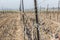 Closeup on dry wood vineyard stem and branches