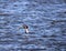 Closeup of a duck in flight over Willow Lake in Prescott, Arizona