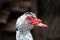 Closeup duck portrait