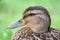 Closeup duck portrait