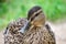 Closeup duck portrait