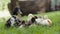 Closeup of ducklings group and Mother mallard Duck on a green grass in a park