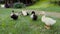 Closeup of ducklings and Mother mallard Duck on a green grass next to a cobblestone pathway in a park