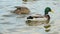 Closeup of ducks searching food and diving underwater to catch fish