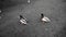 Closeup ducks stand on the sidewalks of European roads