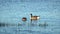 Closeup of ducks swimming in calm pond in a sunny day