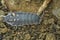 Closeup on a dull grey Andalusian woudlouse, Porcellio oranatus