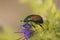 Closeup on Dune chafer beetle, Anomala dubia
