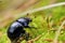 Closeup of a dung beetle