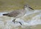 Closeup of a Dunlin Shorebird Foraging at the Water`s Edge of the Beach