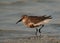 Closeup of a Dunlin on walk at Busaiteen coast, Bahrain