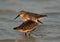 Closeup of Dunlins in breeading plumage at Busaiteen coast, Bahrain