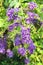 Closeup Duranta, Golden dewdrop, Pigeon berry