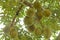Closeup, Durian fruit on the tree