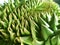 Closeup of durian spikes on gay background,King of fruits,Photo