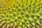 Closeup of durian texture