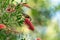 Closeup of dusky honeyeater perched on a tree with red blossoms