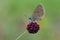 Closeup of a dusky large blue butterfly on plant against blur background