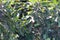 Closeup of dusty lush green leaves and unripe fruits on mango the tree in the garden