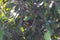 Closeup of dusty lush green leaves and unripe fruits on mango the tree in the garden