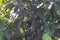 Closeup of dusty lush green leaves and unripe fruits on mango the tree in the garden
