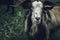 Closeup of a Dutch Landrace goat in nature during the daytime