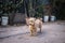 Closeup of a Dutch Smoushond (Hollandse Smoushond, Dutch Ratter) dog standing in a rural garden