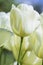 Closeup of Dutch Tulip of Sort IVORY FLORIDALE in Keukenhof National Park