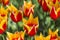 Closeup of Dutch yellow -Red Tulips of Sort SYNAEDA KING