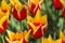 Closeup of Dutch yellow -Red Tulips of Sort SYNAEDA KING