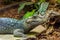 Closeup of dwarf caiman alligator sitting on a stone, tropical reptile from america