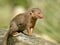 Closeup dwarf mongoose