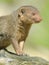 Closeup dwarf mongoose