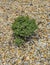 Closeup of dwarf spruce Picea abies cultivar `Dan `s Dwarf` in garden landscape