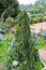 Closeup of dwarf spruce Picea abies cultivar `Inversa` in garden