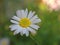 Closeup dwhite common daisy oxeye daisy in garen