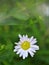 Closeup dwhite common daisy oxeye daisy in garen