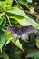 Closeup of a dying papilio memnon butterfly on a leaf