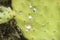 Closeup on dying Prickly cactus  also named Cactus Pear, Nopal, higuera, palera, tuna, chumbera infested with cochineal scale in