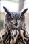 Closeup of eagle owl head