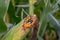 Closeup of ear of corn on cornstalk with missing kernels and damage on tip of cob due to disease, mold, or insect damage.