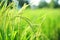 Closeup ear of paddy, Golden Rice Field