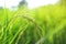 Closeup ear of paddy, Golden Rice Field