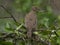 Closeup of Eared Dove Zenaida auriculata perched in branches Ecuador