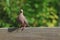 Closeup of an Eared doves (Zenaida auriculata) perched on wooden bench