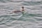 A closeup of an Eared Grebe eating a fish in the sea.    White Rock BC Canada